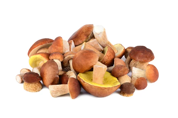 King boletus mushrooms — Stock Photo, Image