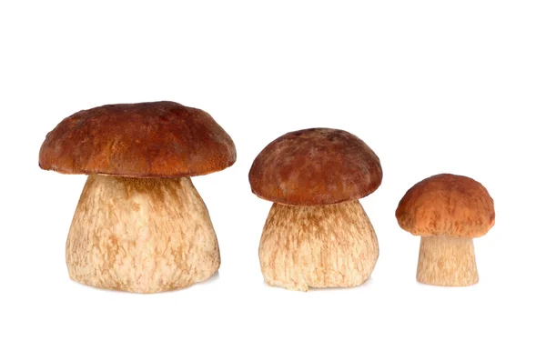 Tree mushrooms — Stock Photo, Image