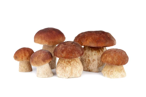 Brown mushrooms — Stock Photo, Image