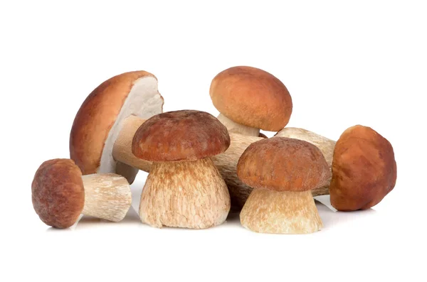 Group of mushrooms — Stock Photo, Image