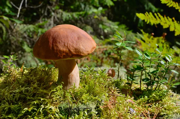 Champignon dans la forêt — Photo