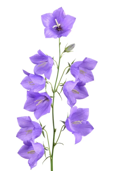 Macierzystych piękne bellflower — Zdjęcie stockowe