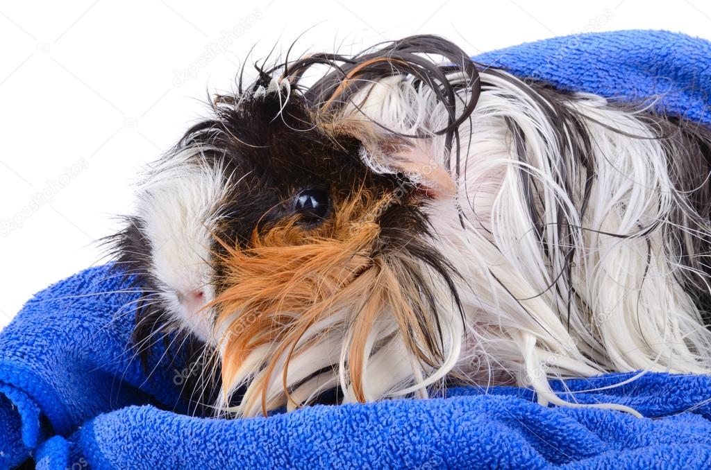 Cute pet after bath