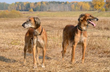 Brown Kazakh greyhounds Tazi clipart