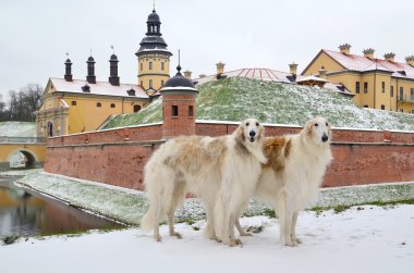 İki Rus kurt köpekler