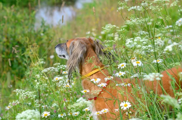 Kazašská greyhound tazi — Stock fotografie