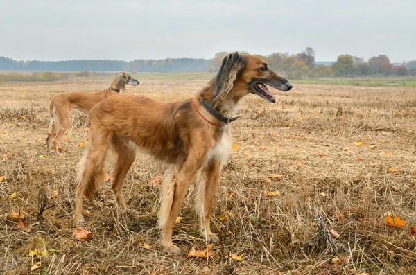 Kazakh greyhounds Tazi — Stockfoto