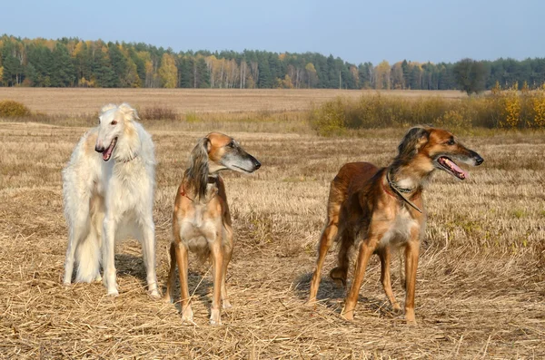 Охотничьи собаки — стоковое фото