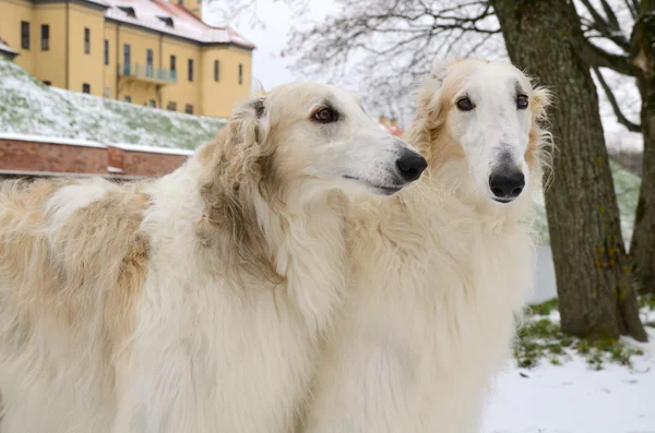 Wite russo borzoi cães — Fotografia de Stock