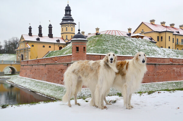 Two russian wolf hounds