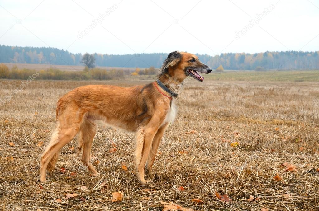 Hunting Kazakh greyhound Tazi