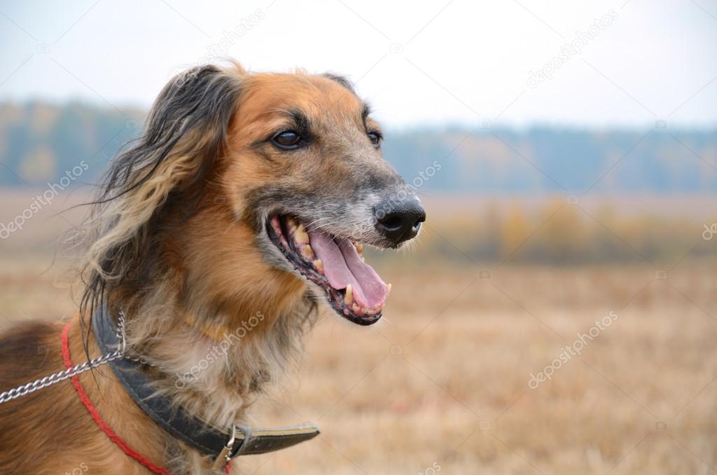 Kazakh wolfhound dog Tazi