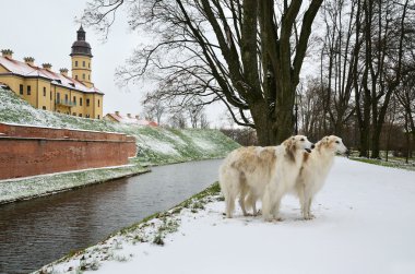 İki Rus kurt köpekler