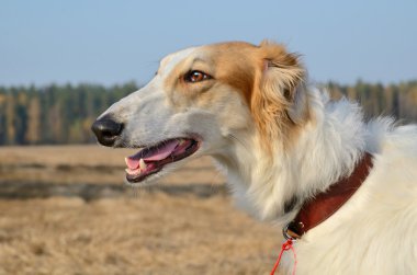 Rus wolfhound köpek