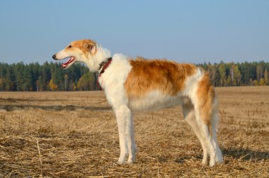 Avcılık Rusya wolfhound