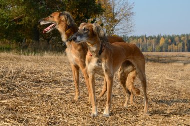 Brown Saluki veya kazak tazı Tazi