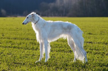 Beyaz Rusya wolfhound köpek