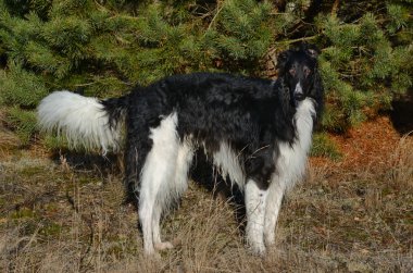 Rus wolfhound köpek