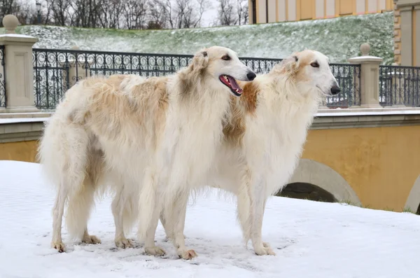 Two standing russian wolfhounds — Stock Photo, Image