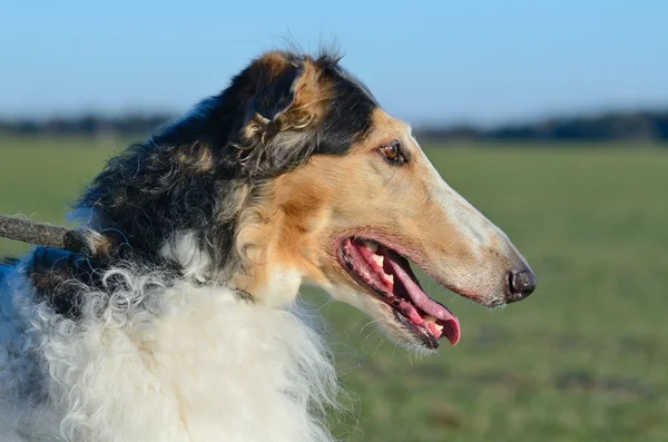 Russo Wolfhound cão — Fotografia de Stock