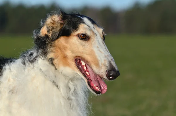 Russo cane Wolfhound — Foto Stock