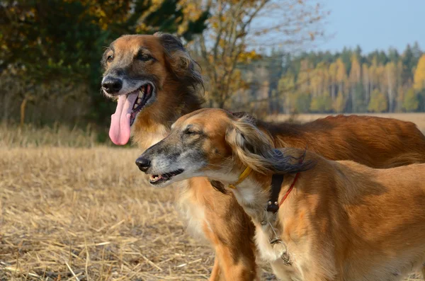 Brown Saluki eller kazakiska greyhounds Tazi — Stockfoto