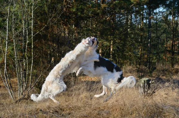 Két vadászat orosz wolfhounds — Stock Fotó