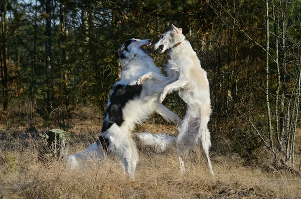 Dos cazadores de galgos rusos — Foto de Stock