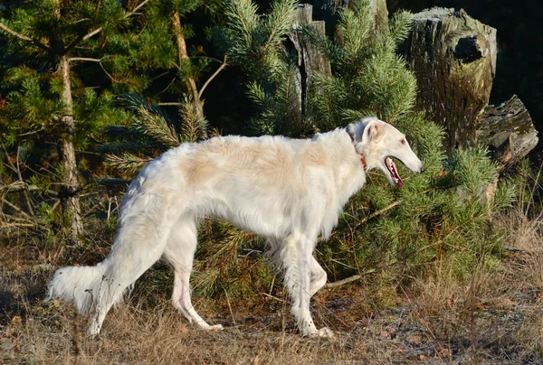 Ρωσικά wolfhound σκυλί — Φωτογραφία Αρχείου