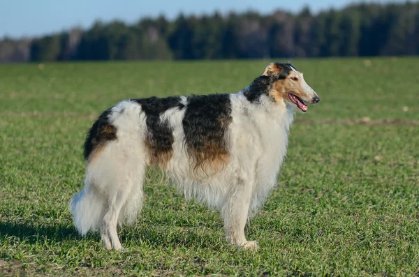 Rysk varghund hund — Stockfoto