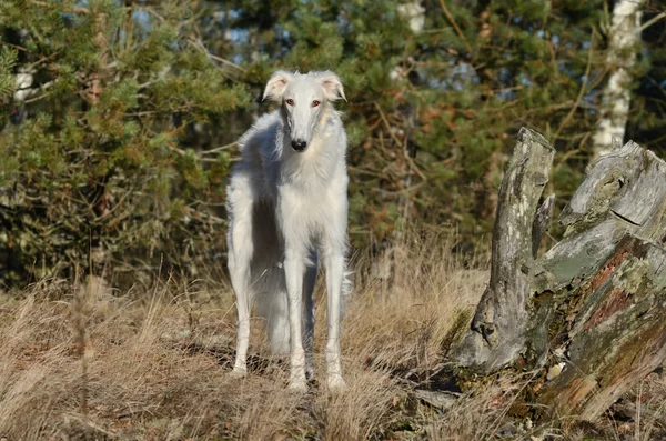 Weißer russischer Wolfshund — Stockfoto