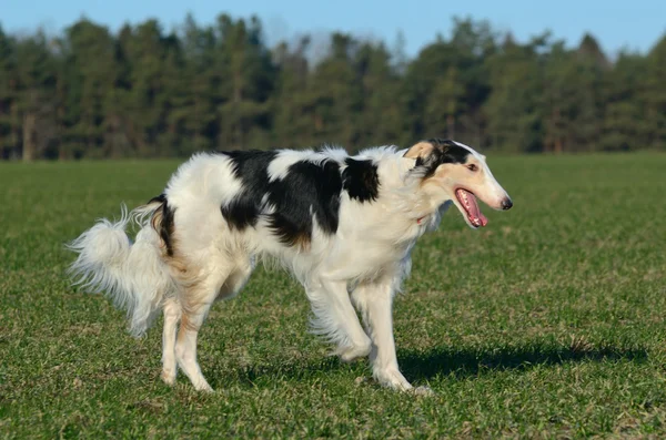 Rysk varghund hund — Stockfoto