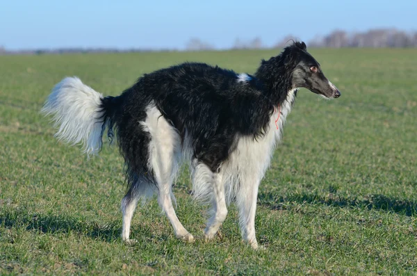 Russo cane Wolfhound — Foto Stock