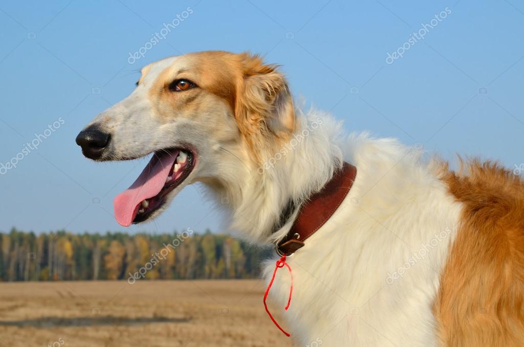 Saluki Russian Wolfhound Borzoi Saluki Beautiful Borzoi Dog Saluki