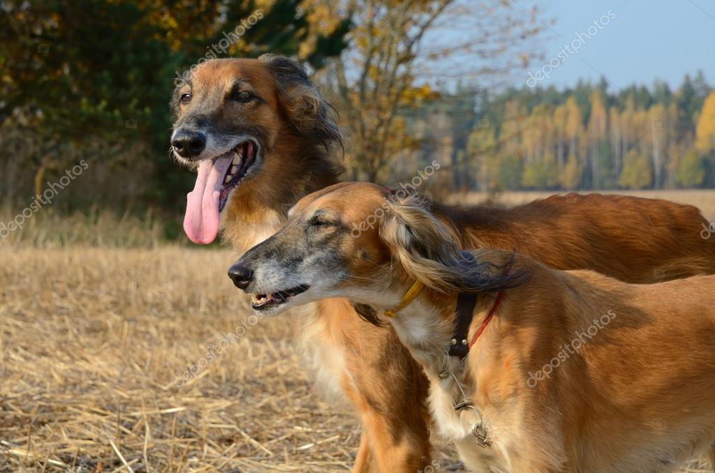 Greyhound Taigan Dog Breed Rare Sighthound Breeds Outlet