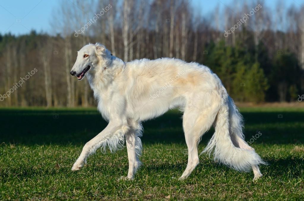 russian wolfhound dog russian wolfhound dog
