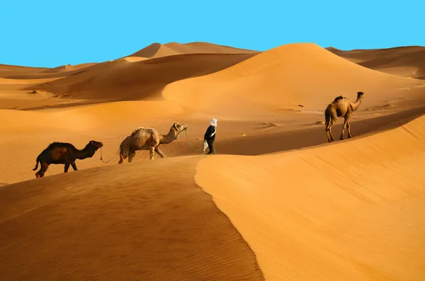 Hombre bereber con camellos — Foto de Stock