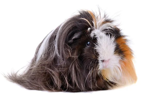 Guinea pig with long hair — Stock Photo, Image