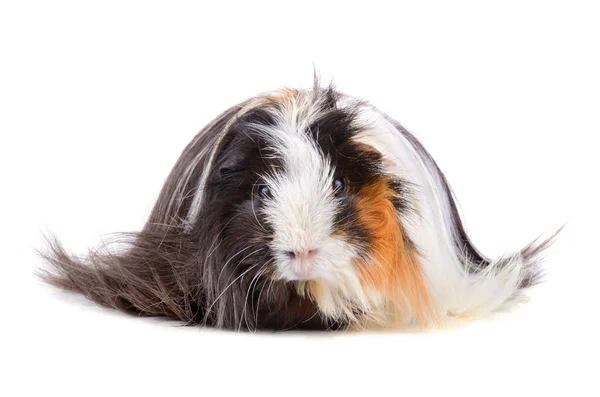 Lang haar cavia — Stockfoto