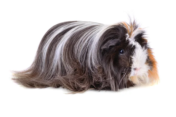 Pequeno cabelo longo cobaia porco — Fotografia de Stock