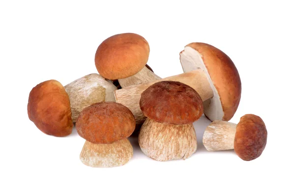 Mushrooms on a white background — Stock Photo, Image