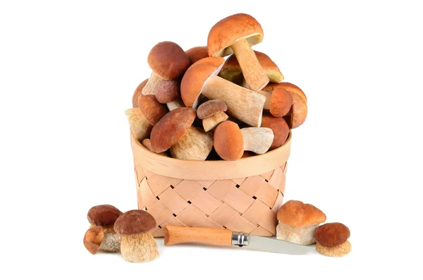 Mushrooms in a basket with knife — Stock Photo, Image
