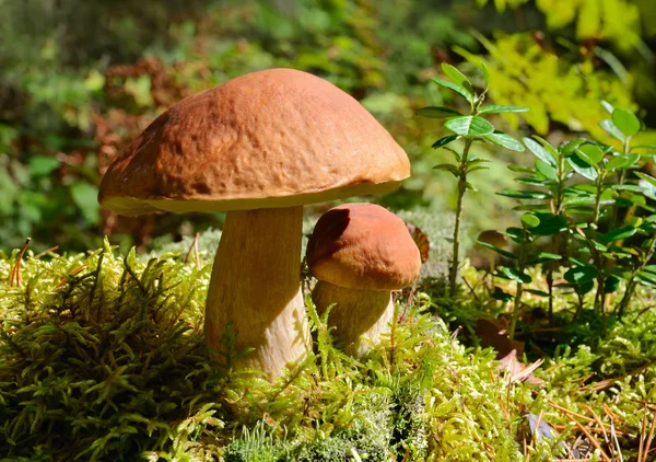 Two King boletus mushrooms — Stock Photo, Image