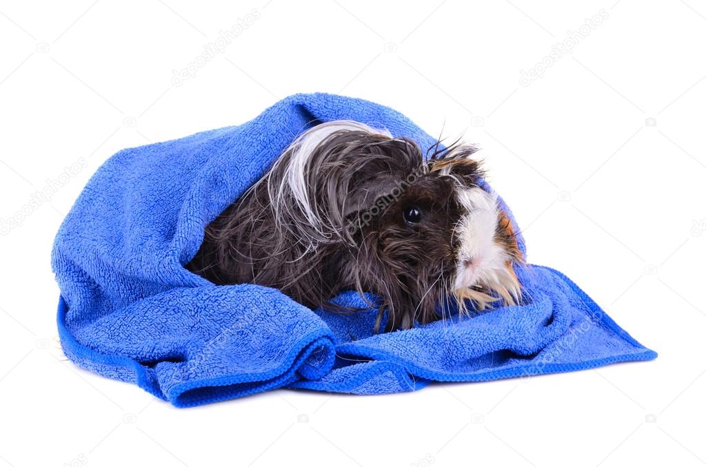 Guinea pig in blue towel