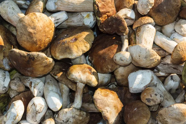 Bolete cogumelos fundo — Fotografia de Stock