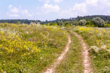 Kırsal yaz manzarası