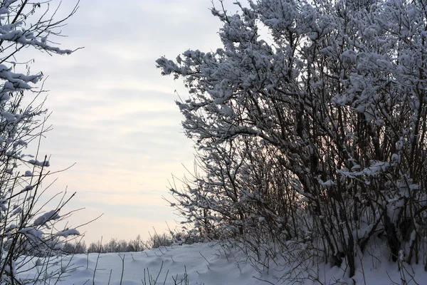 Paesaggio invernale sera — Foto Stock