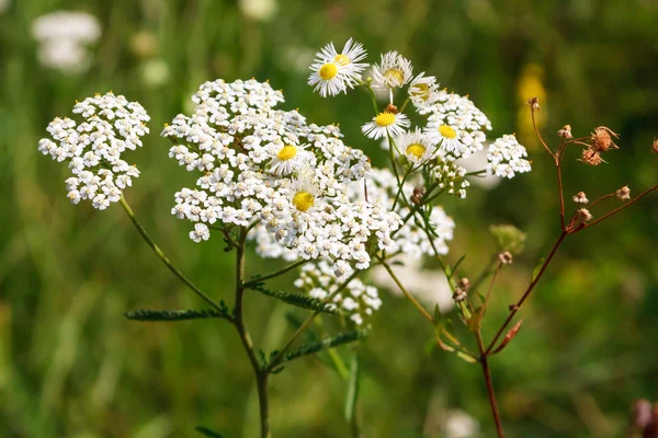 Білий польових квітів — стокове фото