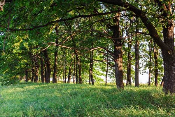 Arbres à l'aube — Photo