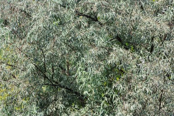 Bomen bladeren achtergrond — Stockfoto